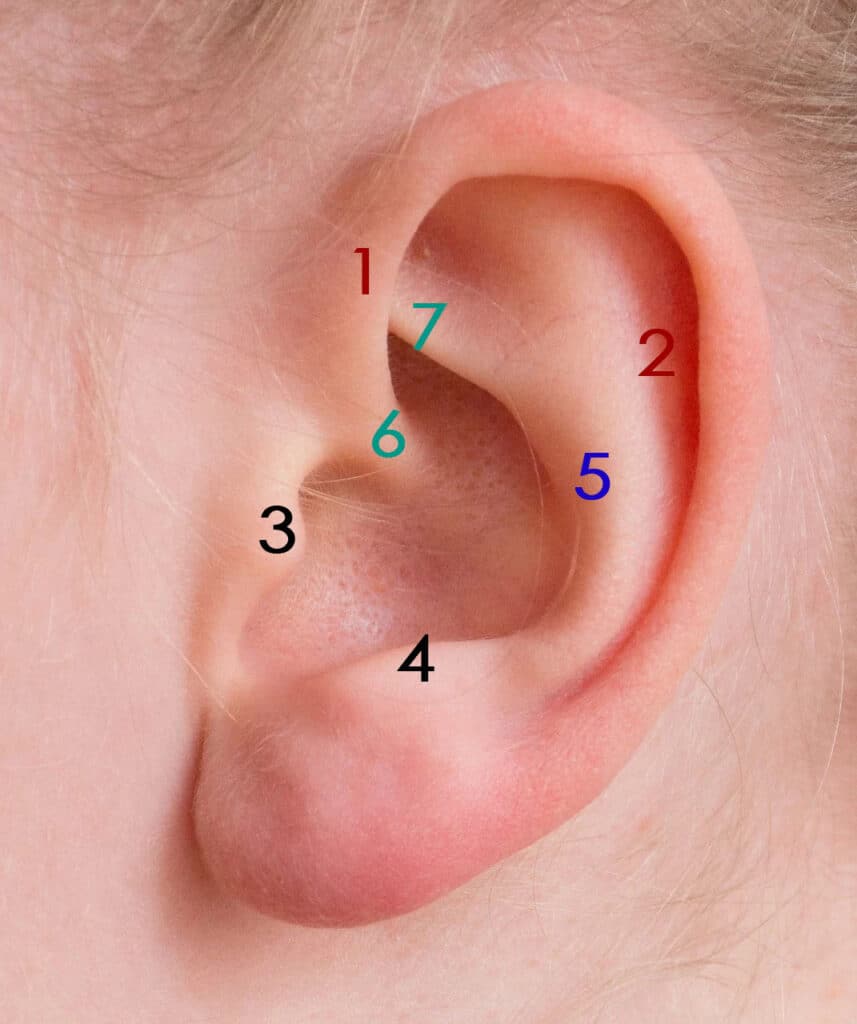 Piercings en la oreja numerados. Los principales piercings de moda