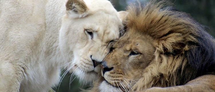 leones y león blanco, signo de leo Horóscopo para Febrero de 2021: todos los signos