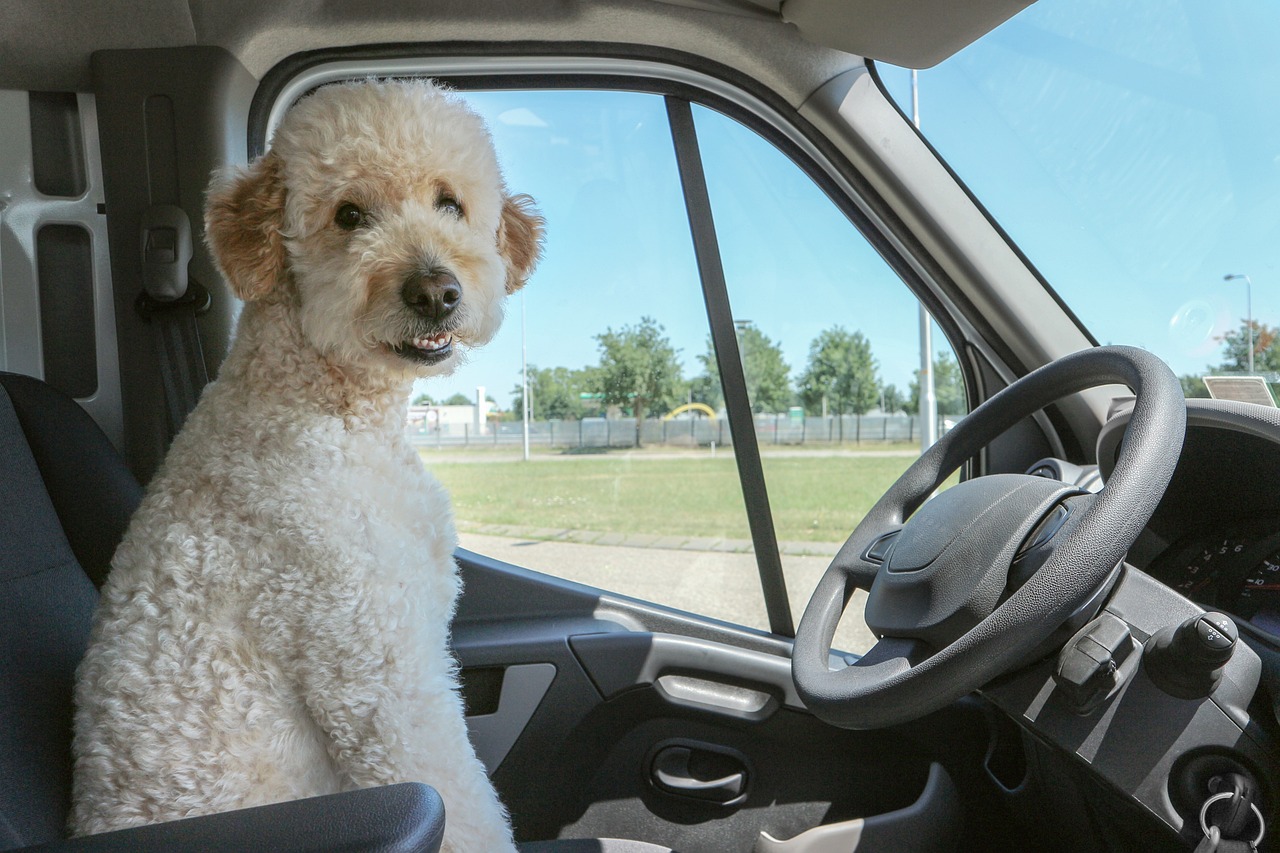 los perros se apuntan a los viajes incluso de conductor